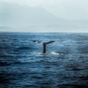 nature, lake, mountain, tree, whale, ocean, blu, animal, beautifull, greenland, whale, whale, whale, whale, whale, greenland, greenland